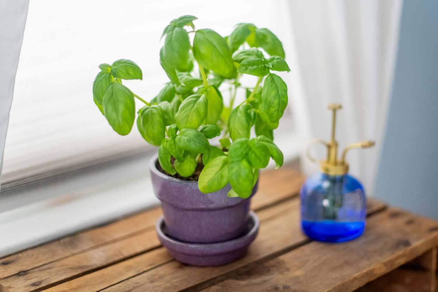 Best Way to Water Basil: