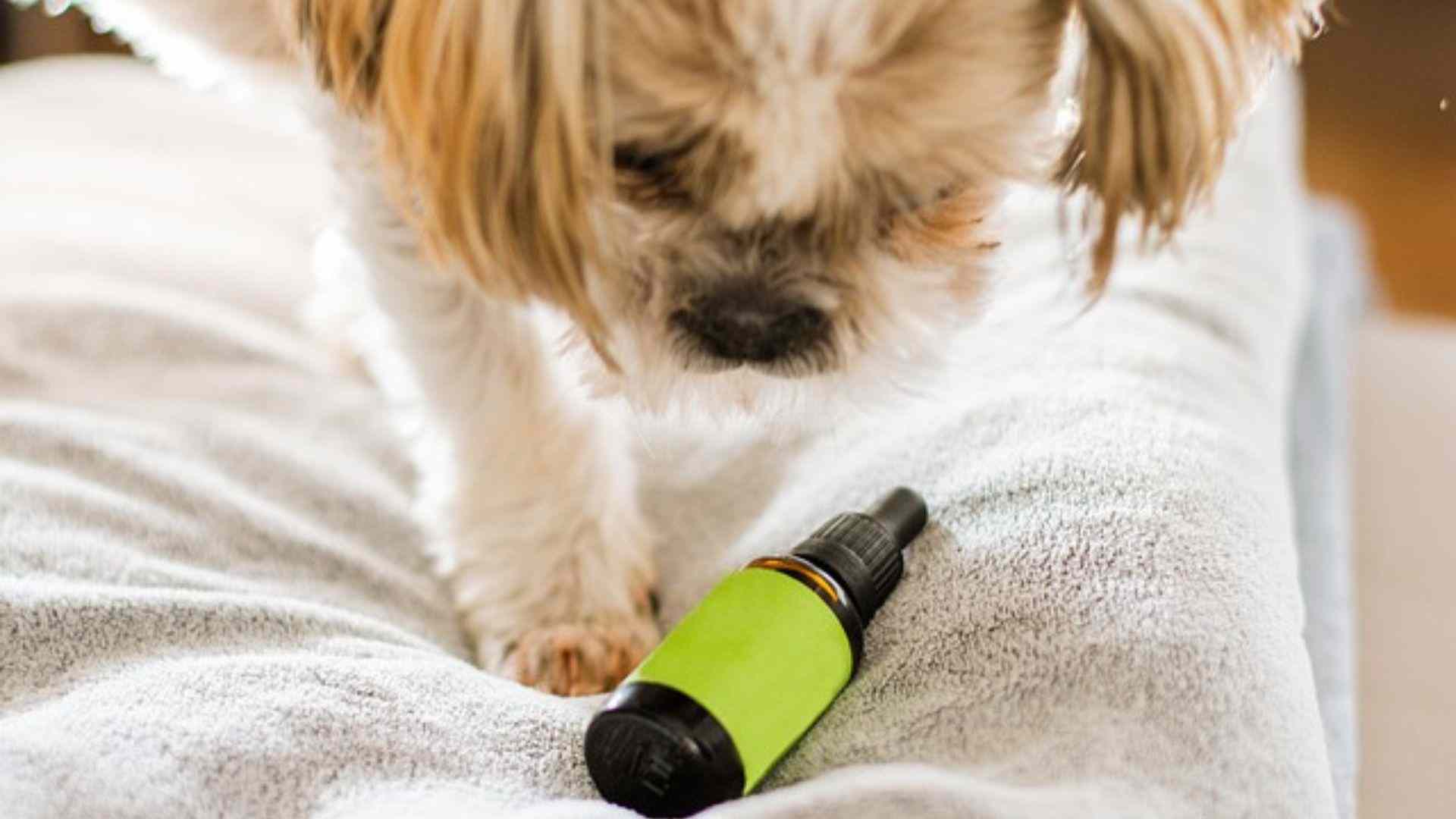 Dog Water Bottle AsobuBottle.com