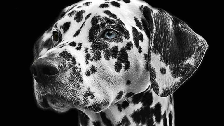 Longhaired Dalmatian