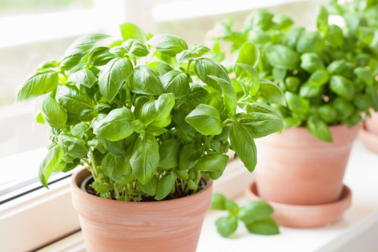 How often to water basil