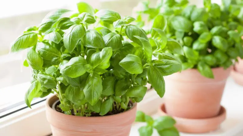 How often to water basil? All You Need to Know