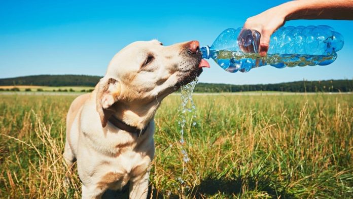 how-long-can-a-dog-go-without-water