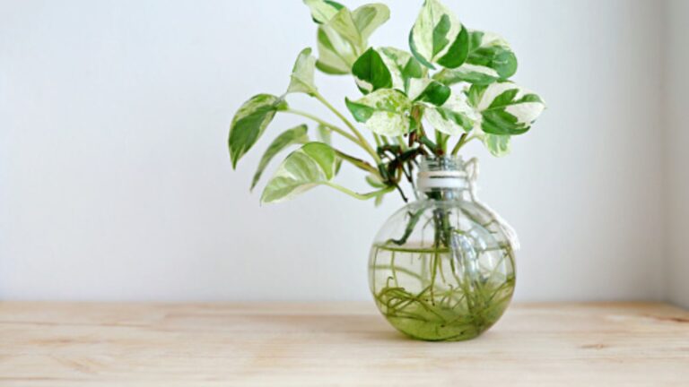 How often to water pothos