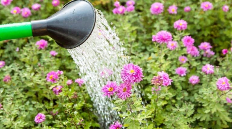 how often do you water mums