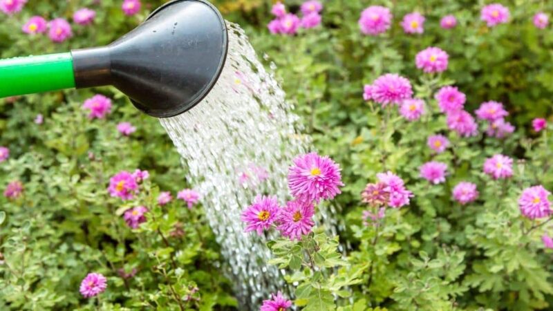 How often do you water mums? Complete Info
