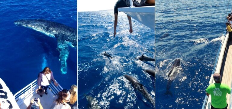 best whale watching tenerife
