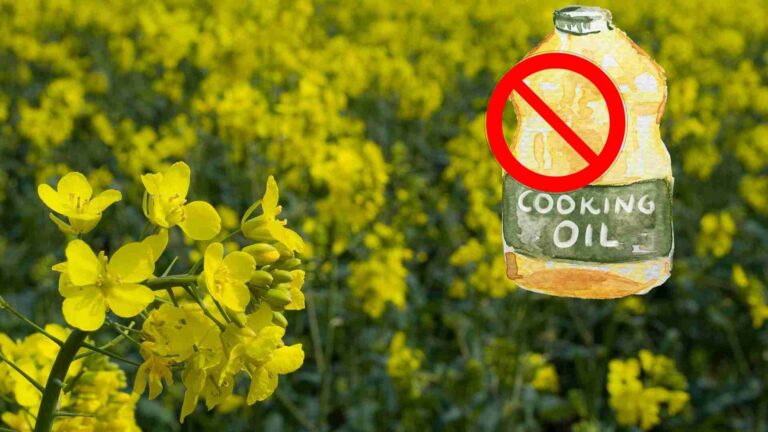 Why is canola oil banned in Europe