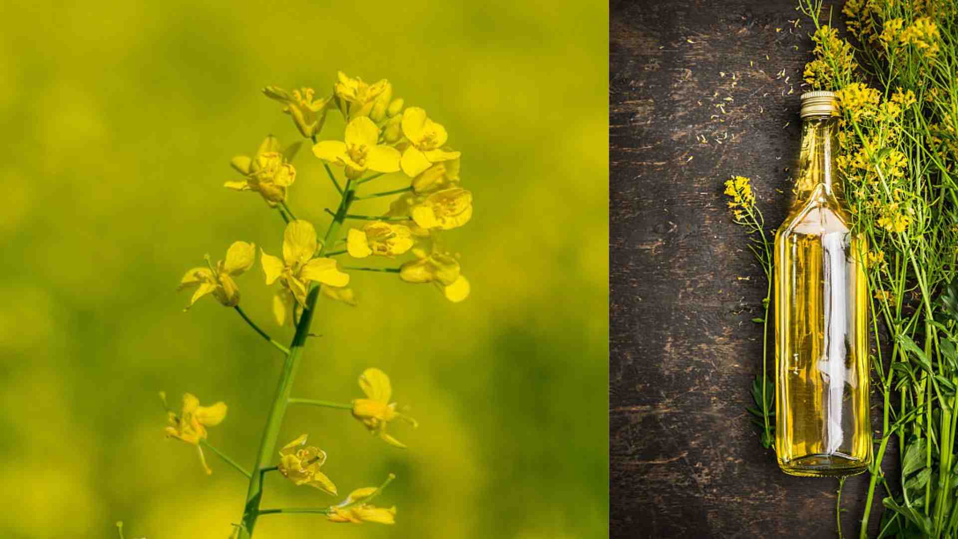 What is canola oil?