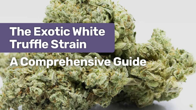 A detailed review and guide on White Truffle Strain, Hybrid Plant