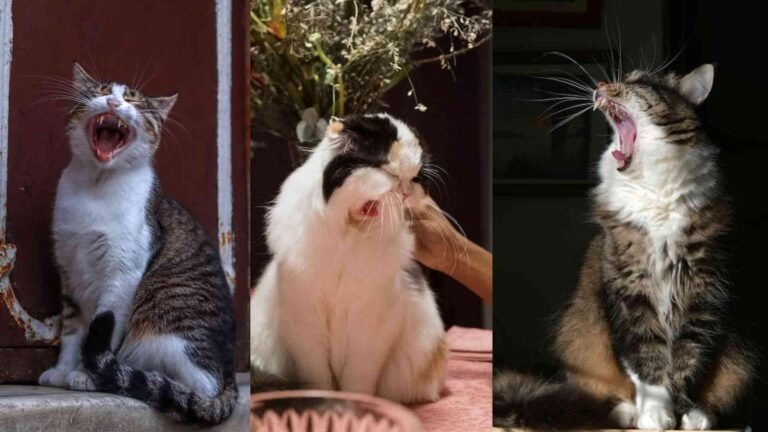 why is my cat sneezing