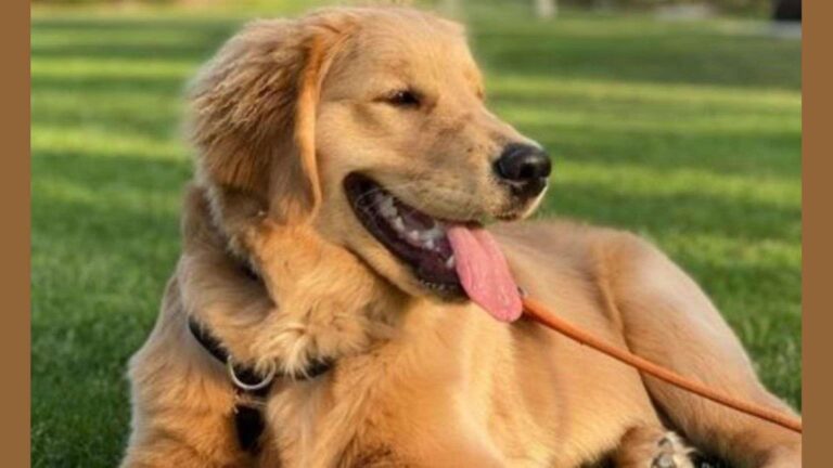 Why is My Dog Panting So Much? Causes and Care