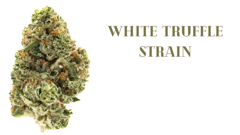 What is White Truffle Strain?
