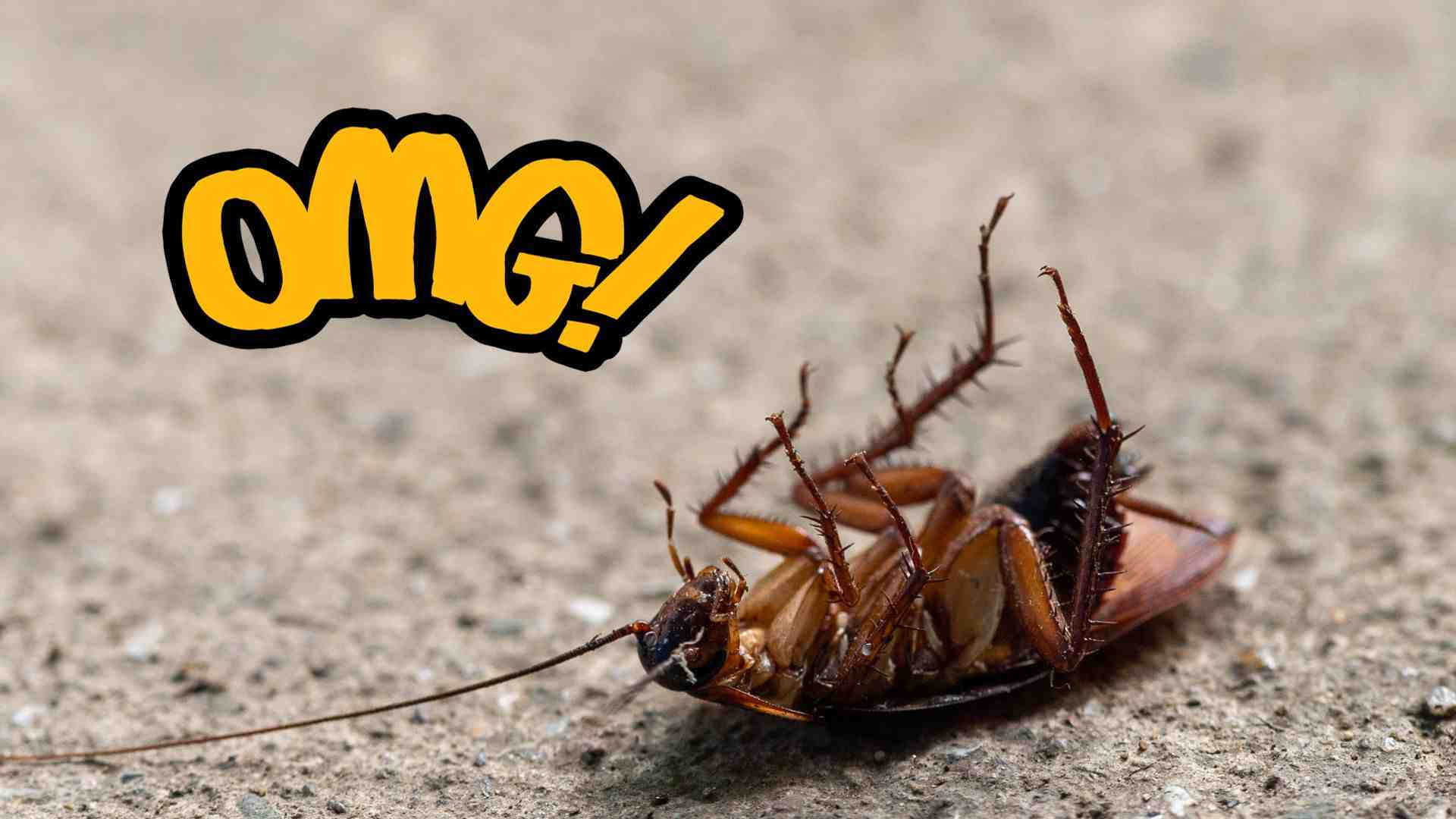 Can cockroaches live in your balls? Really OMG!