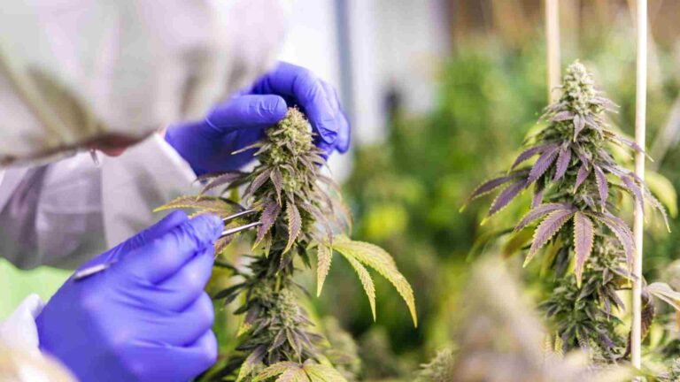 Cannabis Loyalty Programs