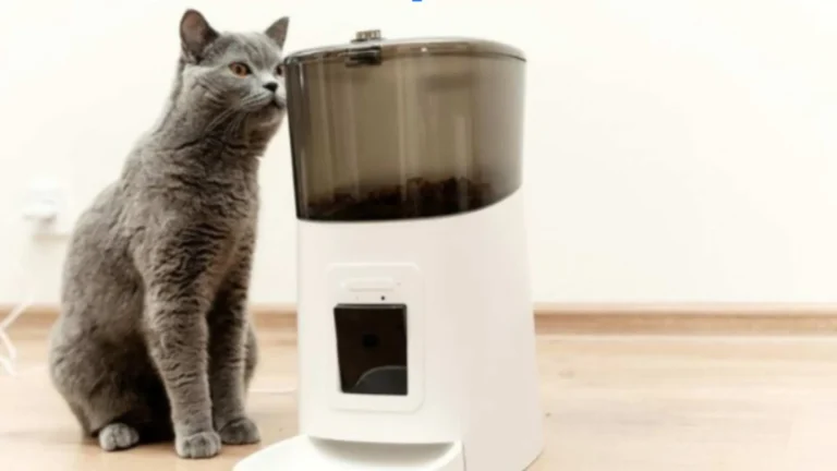 cat in blender