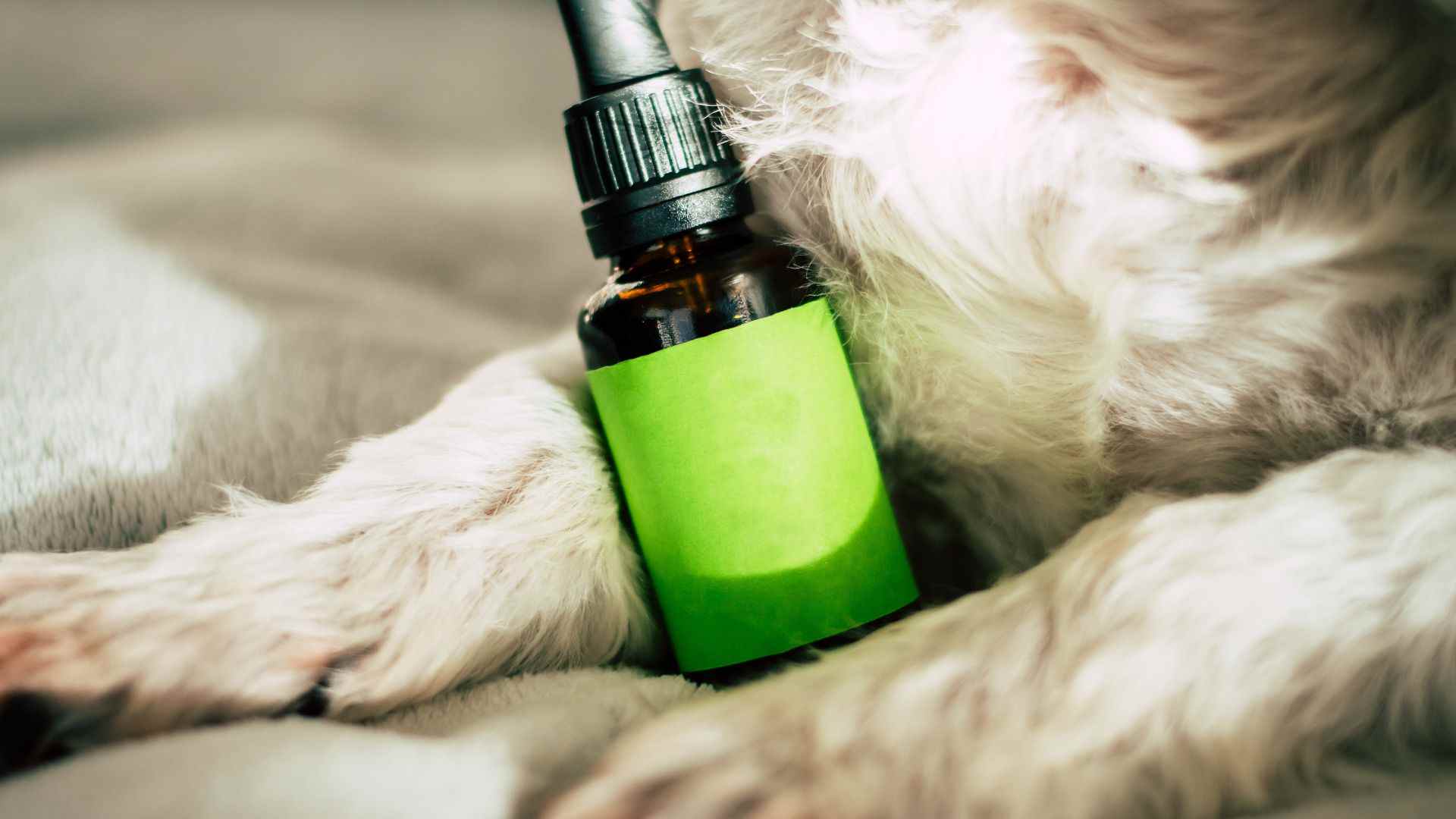 How Do You Get Best Quality CBD For Your Dogs This Season?