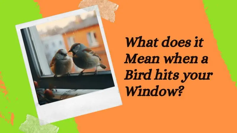 What does it mean when a bird hits your window?