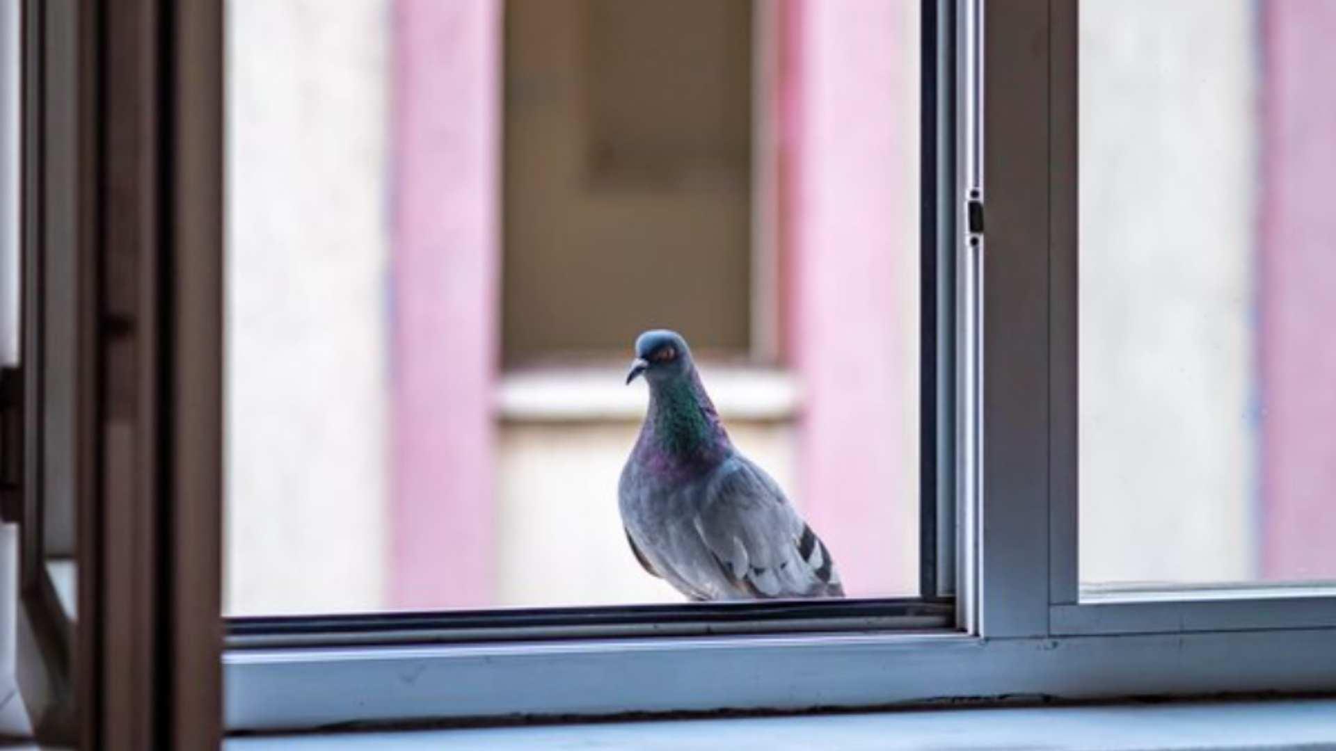 What does bird hitting your window mean in reality?