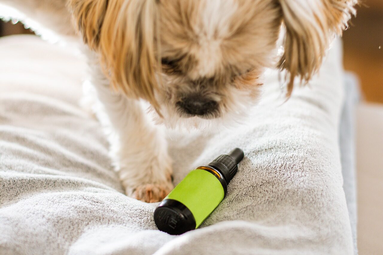 Best Quality CBD For Your Dogs