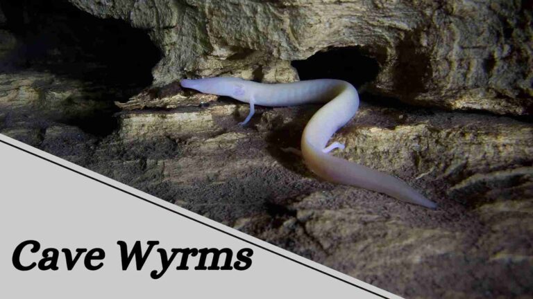 Cave Wyrms