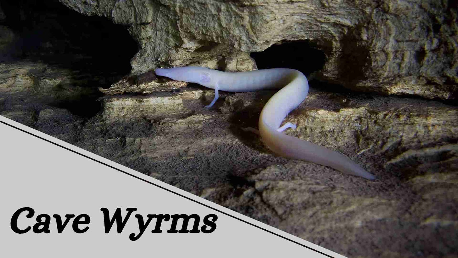 Cave Wyrms – Do They Actually Exist? Decode the Mystery